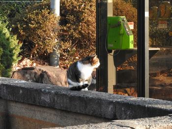 20191209 Asahiyama-P cat 1.jpg