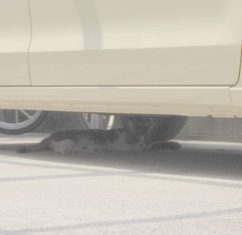 20230804 cat under car 2.jpg