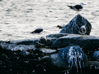 鳥の海　ウミネコ1.jpg