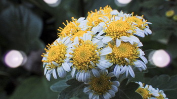 macro flower 1.jpg